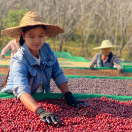 Myanmar Aromatic Coop South Shan